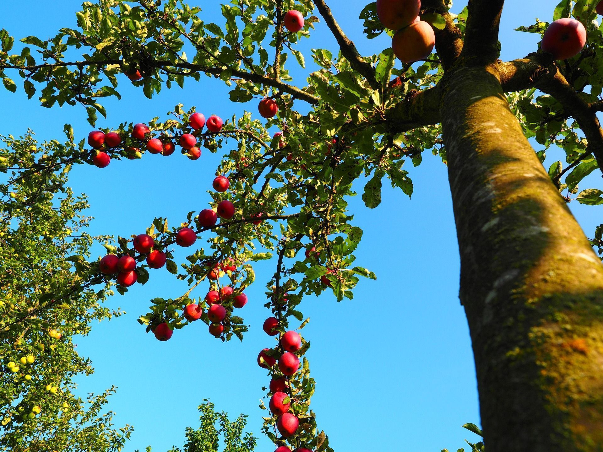 Christ the Apple Tree
